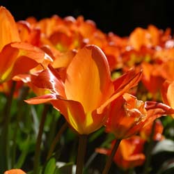 tulipe fosteriana -orange emperor